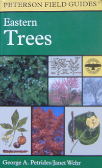 Eastern trees
